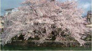 桜風景2