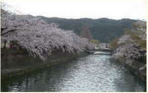 桜風景1