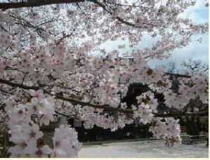桜風景3